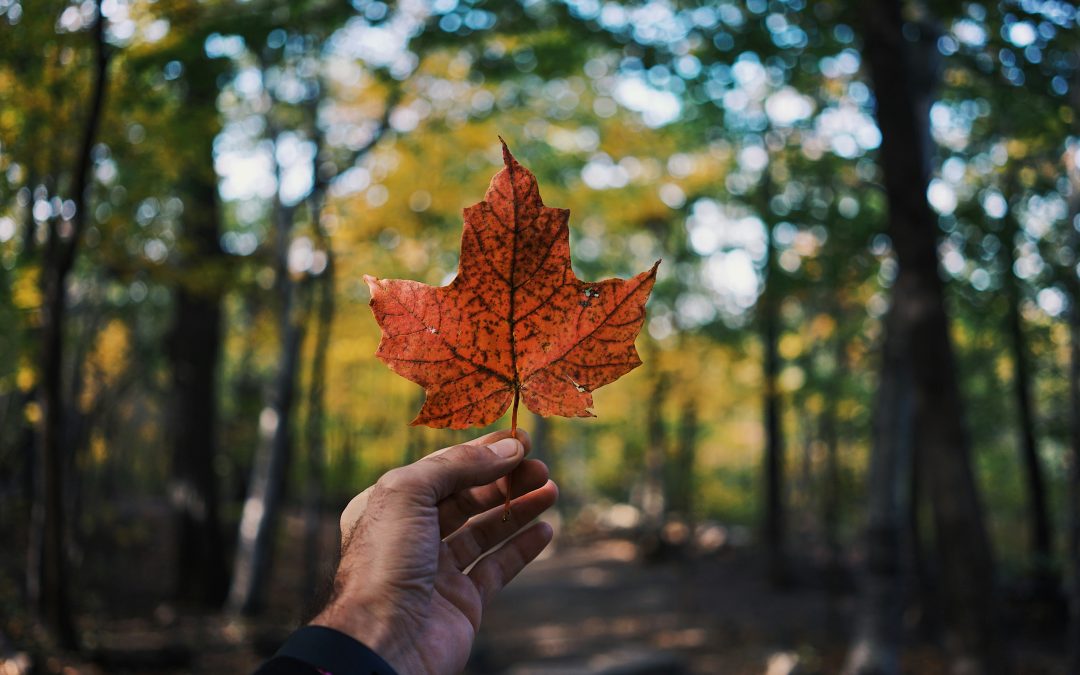 Innovative Canadian Fundraising Ideas for Nonprofits